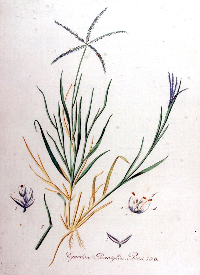 Cynodon dactylon — Flora Batava — Volume v10