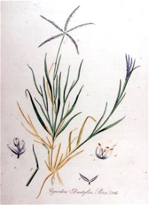Cynodon dactylon — Flora Batava — Volume v10