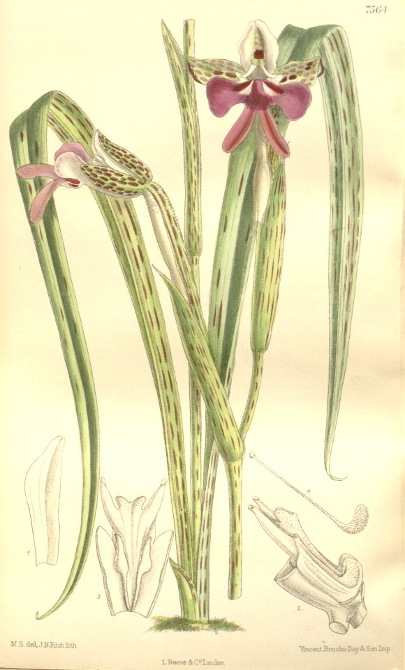 Cynorkis uniflora (as Cynorkis grandiflora, spelled Cynorchis grandiflora) - Curtis' 123 (Ser. 3 no. 53) pl. 7564 (1897)
