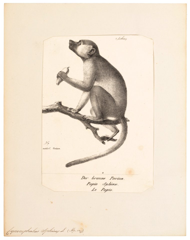 Cynocephalus sphinx - 1809-1845 - Print - Iconographia Zoologica - Special Collections University of Amsterdam - UBA01 IZ20100041