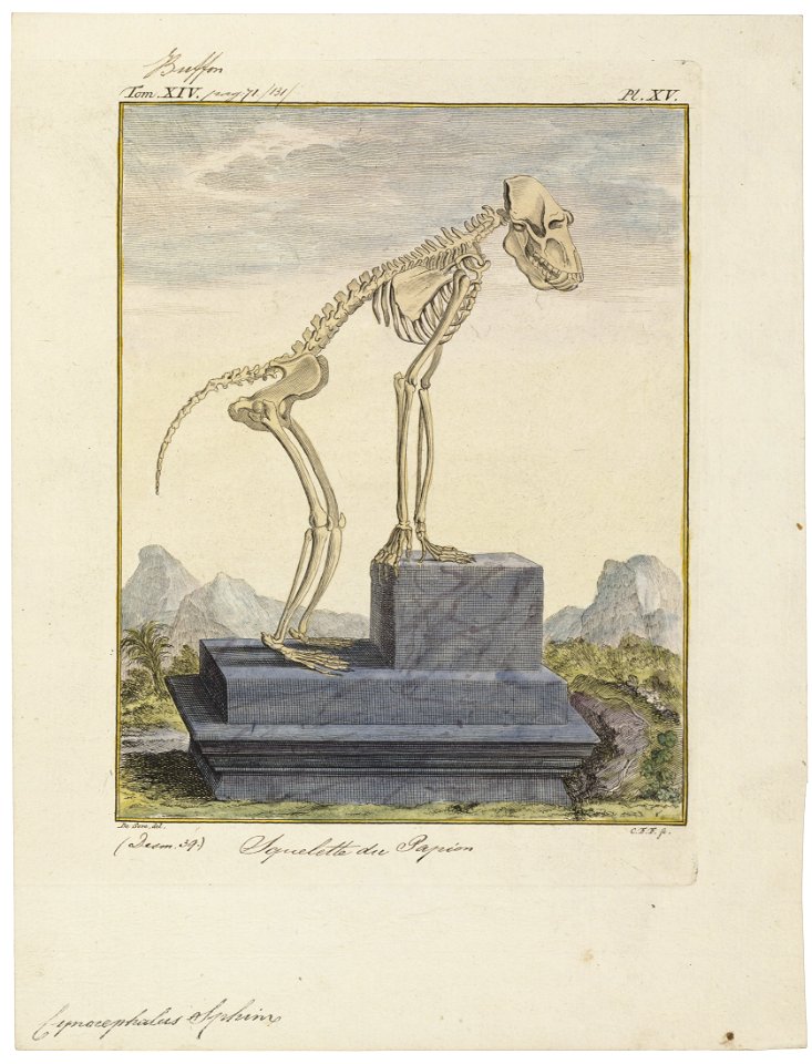 Cynocephalus sphinx - skelet - 1700-1880 - Print - Iconographia Zoologica - Special Collections University of Amsterdam - UBA01 IZ20100037
