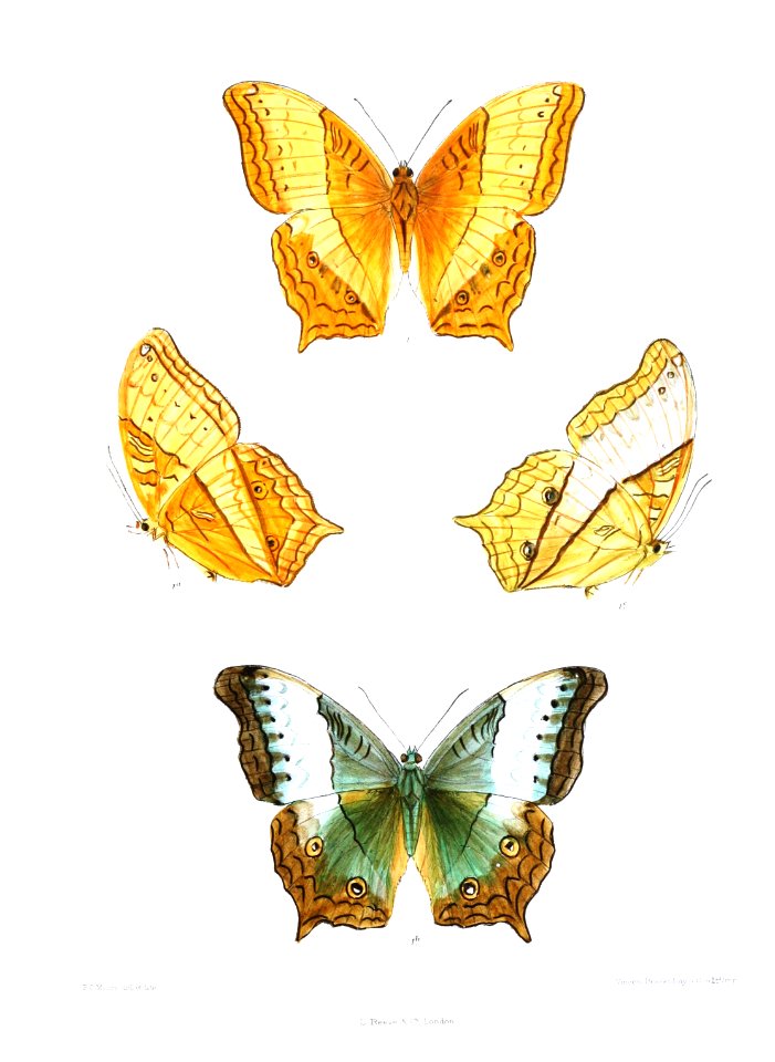 CynthiaSaloma 357