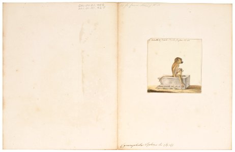 Cynocephalus sphinx - 1829-1867 - Print - Iconographia Zoologica - Special Collections University of Amsterdam - UBA01 IZ20100046
