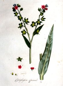 Cynoglossum officinale — Flora Batava — Volume v1