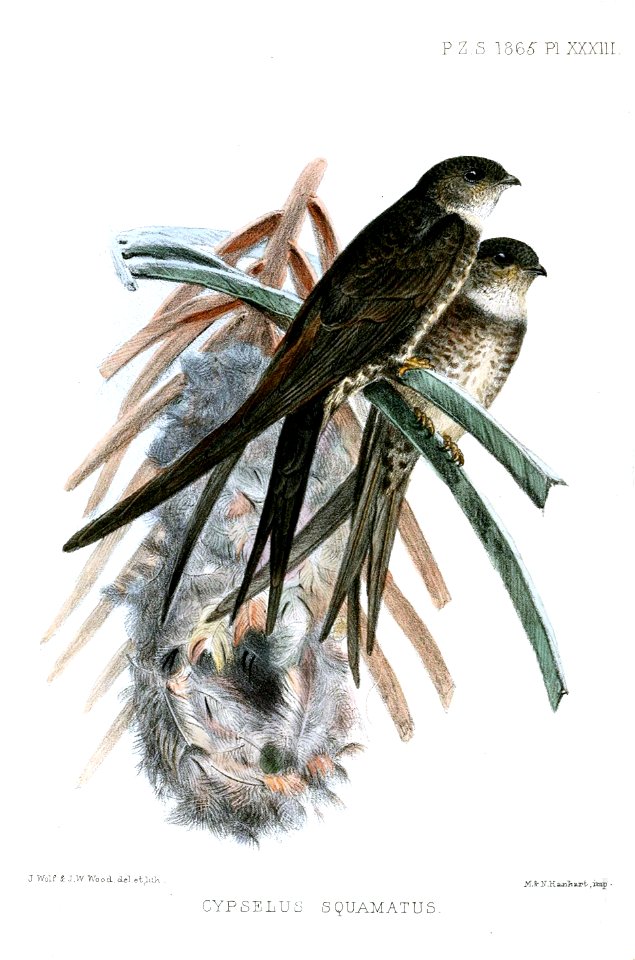 CypselusSquamatusWolf