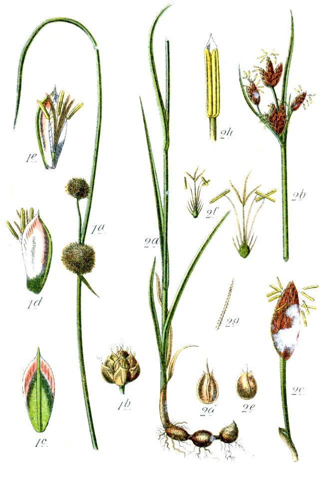 Cyperaceae spp Sturm12