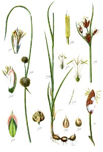 Cyperaceae spp Sturm12