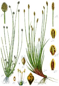 Cyperaceae spp Sturm5