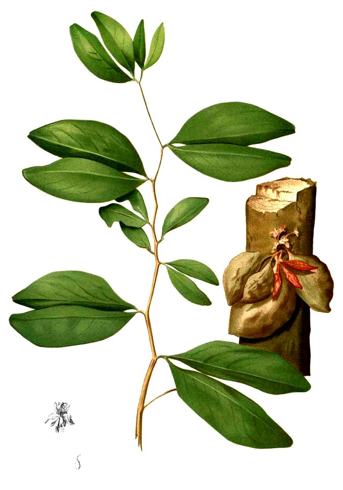 Cynometra cauliflora Blanco1.213-cropped