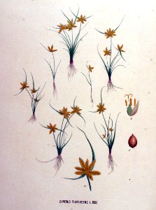 Cyperus flavescens — Flora Batava — Volume v16