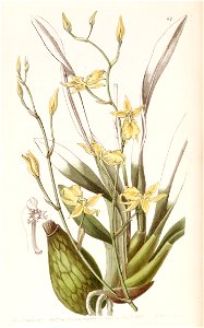 Cyrtochilum aureum (as Cyrtochilum mystacinum) - Edwards vol 25 (NS 2) pl 62 (1839)