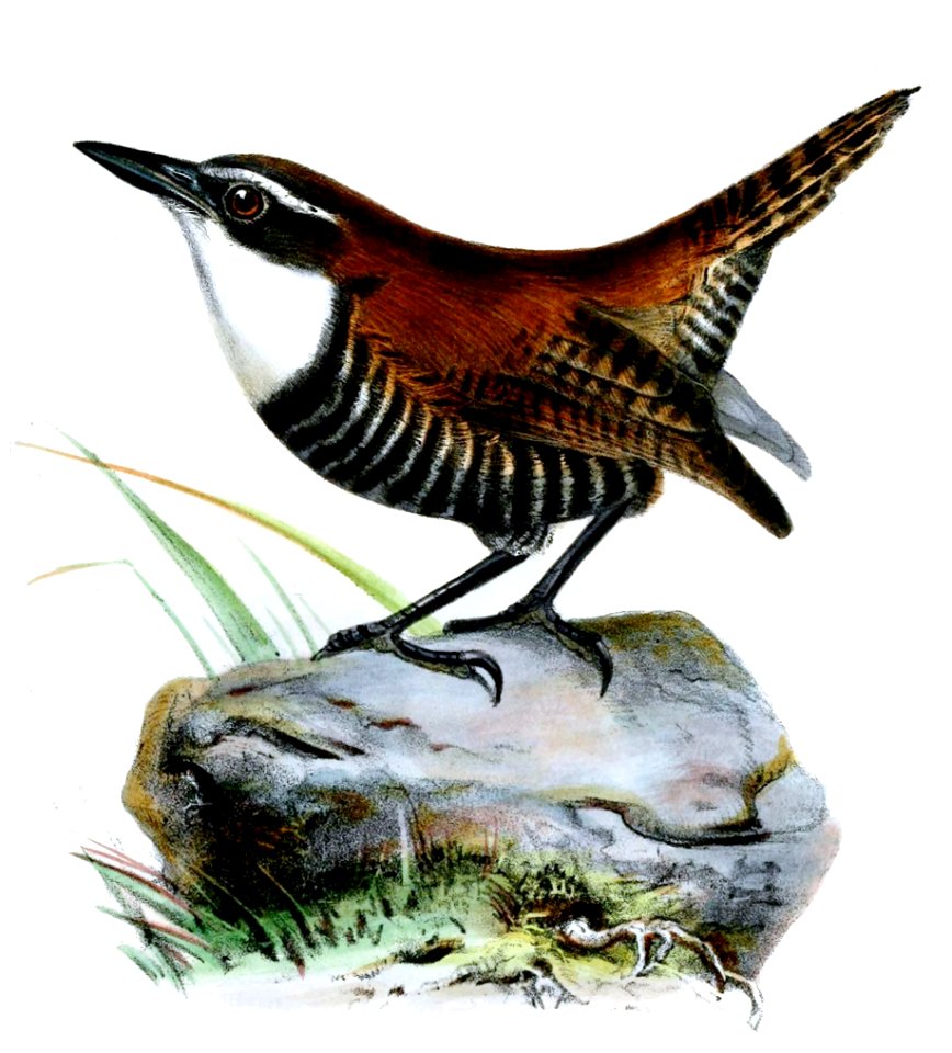 CyphorinusAlbigularisWolf