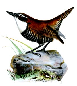 CyphorinusAlbigularisWolf