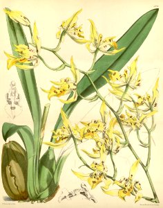 Cyrtochilum pardinum (as Odontoglossum pardinum) - Curtis' 98 (Ser. 3 no. 28) pl. 5993 (1872). Free illustration for personal and commercial use.