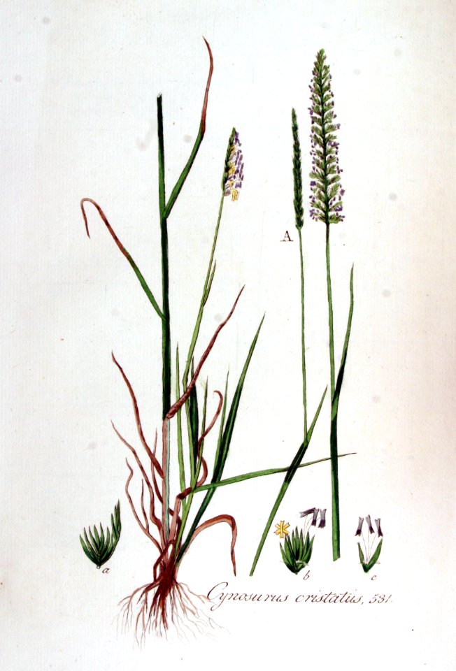 Cynosurus cristatus — Flora Batava — Volume v7