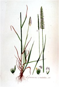 Cynosurus cristatus — Flora Batava — Volume v7