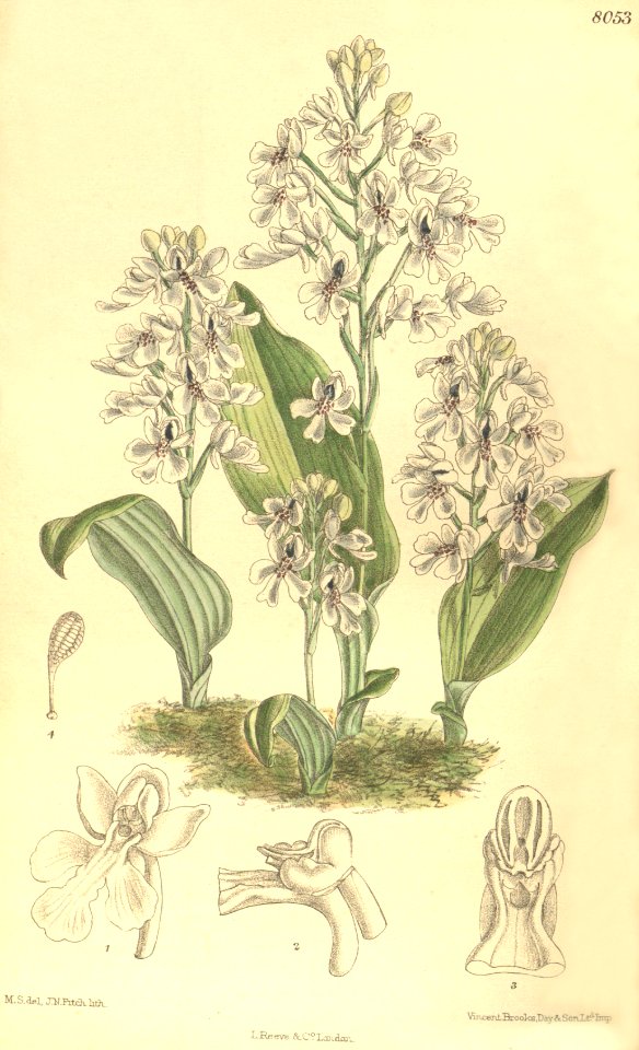 Cynorkis compacta (as Cynorchis compacta) - Curtis' 132 (Ser. 4 no. 2) pl. 8053 (1906)
