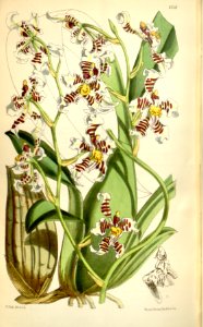 Cyrtochilum zebrinum (as Oncidium zebrinum) - Curtis' 100 (Ser. 3 no. 30) pl. 6138 (1874). Free illustration for personal and commercial use.