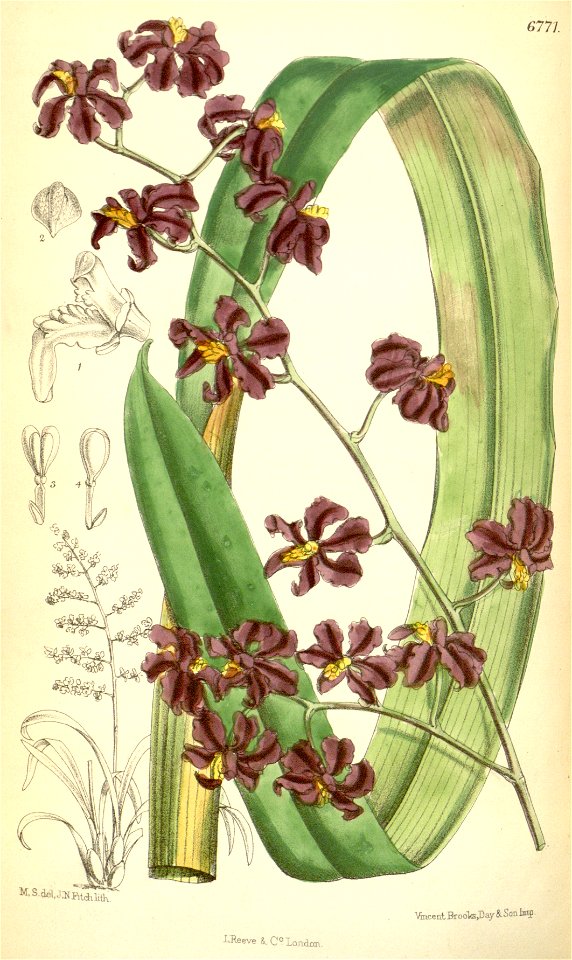Cyrtochilum edwardii (as Odontoglossum edwardi) - Curtis' 110 (Ser. 3 no. 40) pl. 6771 (1884)