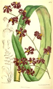 Cyrtochilum edwardii (as Odontoglossum edwardi) - Curtis' 110 (Ser. 3 no. 40) pl. 6771 (1884)