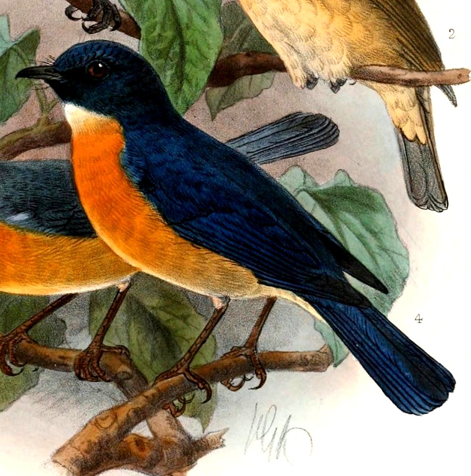 Cyornis rufigastra 1901