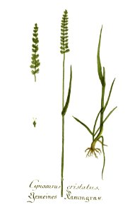 Cynosurus cristatus - Plantarum indigenarum et exoticarum icones ad vivum coloratae...(16064596166)