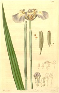 Cypella coelestis