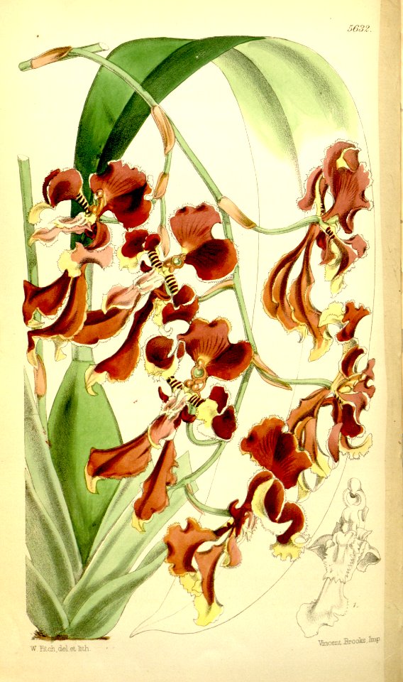 Cyrtochilum serratum (as Oncidium serratum) - Curtis' 93 (Ser. 3 no. 23) pl. 5632 (1867). Free illustration for personal and commercial use.
