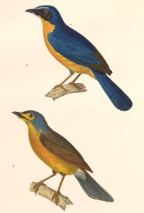 Cyornis banyumas liga 1838