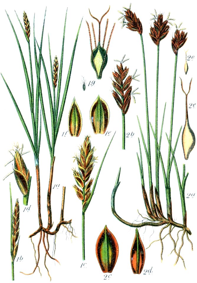 Cyperaceae spp Sturm14