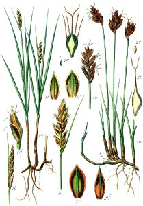 Cyperaceae spp Sturm14