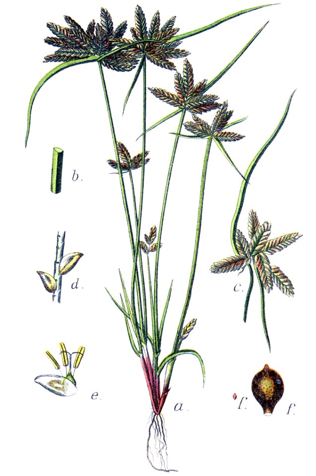 Cyperus flavescens Sturm1
