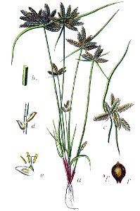 Cyperus flavescens Sturm1