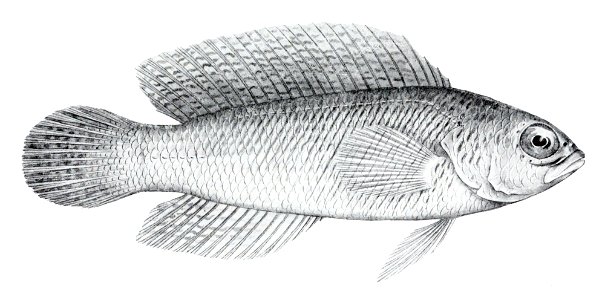 Cypho purpurascens