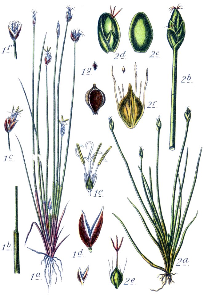 Cyperaceae spp Sturm7