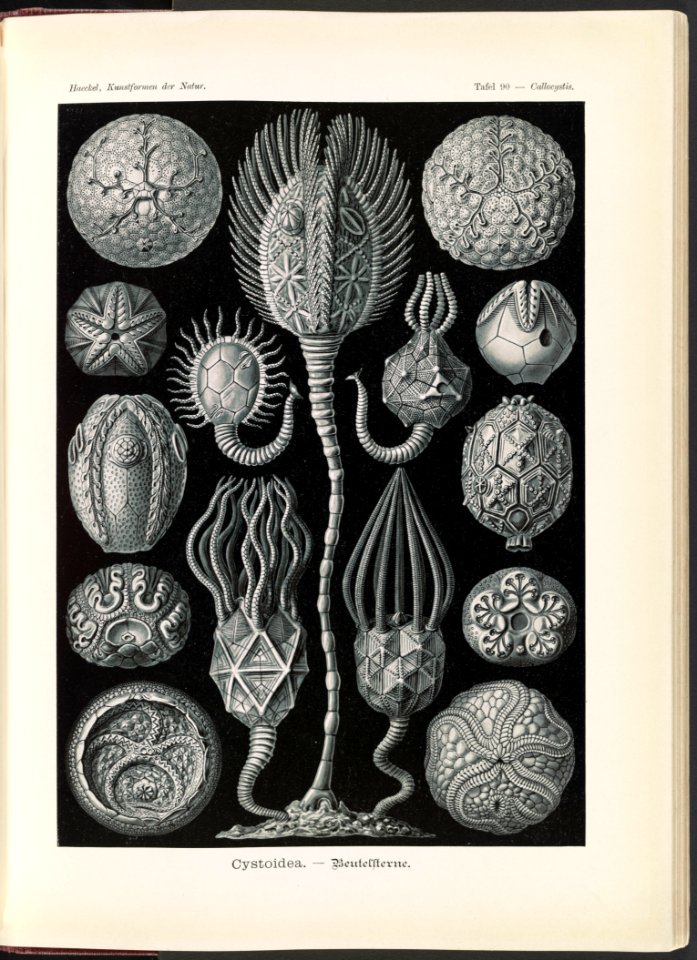 Cystoidea. - Beutelsterne LCCN2015648970