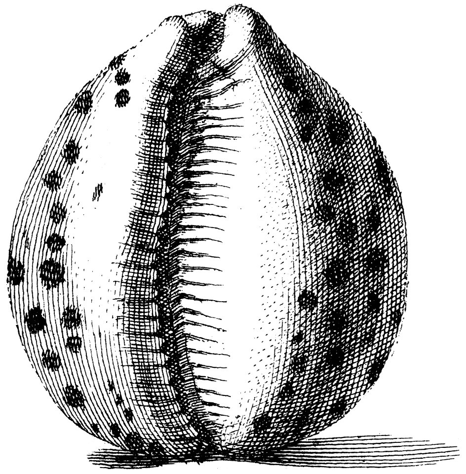 Cypraea-tigris-002