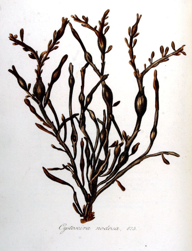 Cystoseira nodosa — Flora Batava — Volume v8