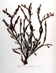 Cystoseira nodosa — Flora Batava — Volume v8