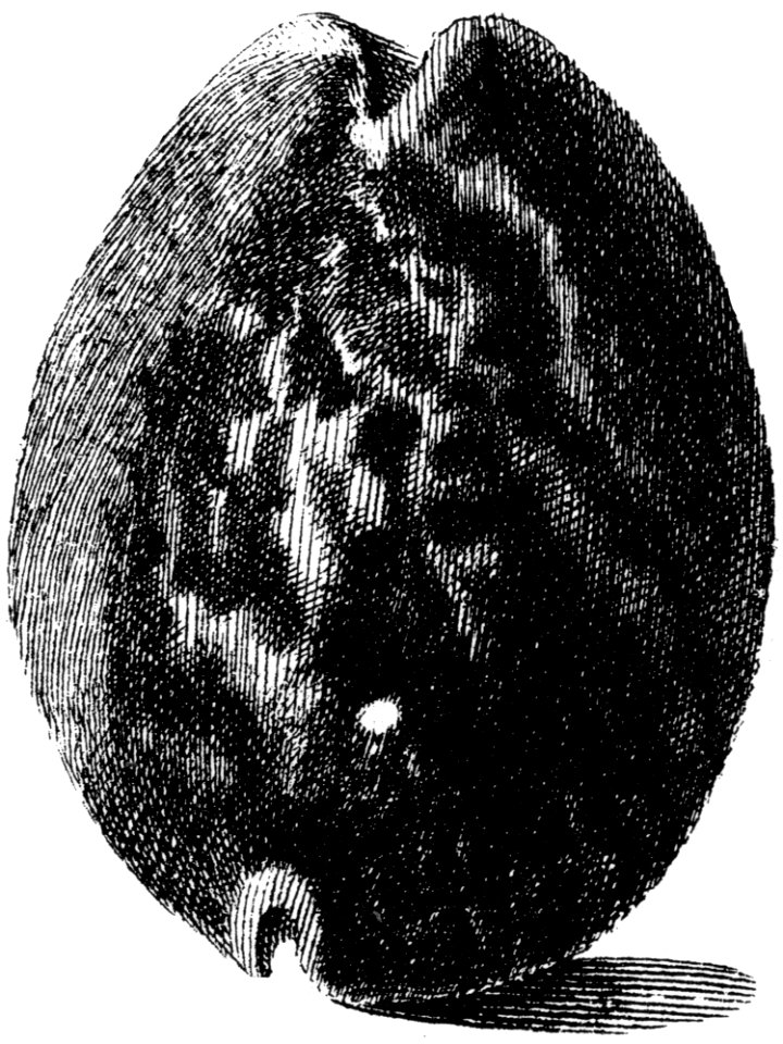 Cypraea-mauritania-002