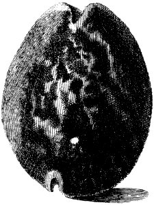 Cypraea-mauritania-002