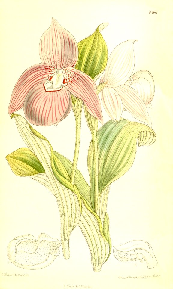 Cypripedium macranthos (as Cypripedium speciosum) - Curtis' 137 (Ser. 4 no. 7) pl. 8386 (1911)