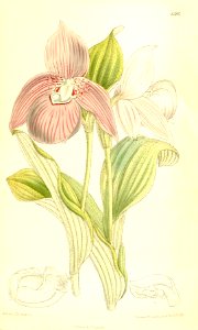 Cypripedium macranthos (as Cypripedium speciosum) - Curtis' 137 (Ser. 4 no. 7) pl. 8386 (1911). Free illustration for personal and commercial use.