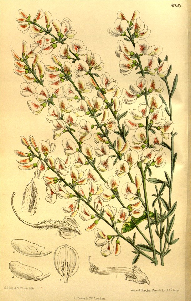 Cytisus albus 143-8693