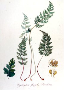 Cystopteris fragilis — Flora Batava — Volume v14