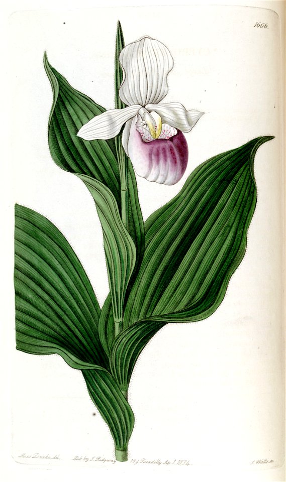 Cypripedium reginae (as Cypripedium spectabile) - Edwards vol 20 pl 1666 (1835)