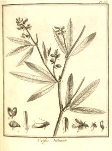 Cytisus violaceus Aublet 1775 pl 306