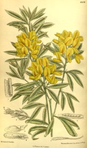 Cytisus pallidus 140-8578