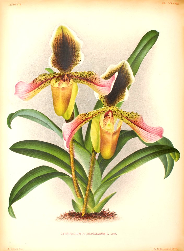 Cypripedium godseffianum