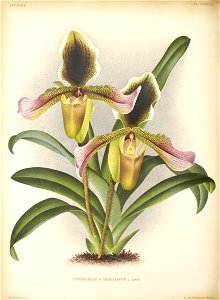Cypripedium godseffianum